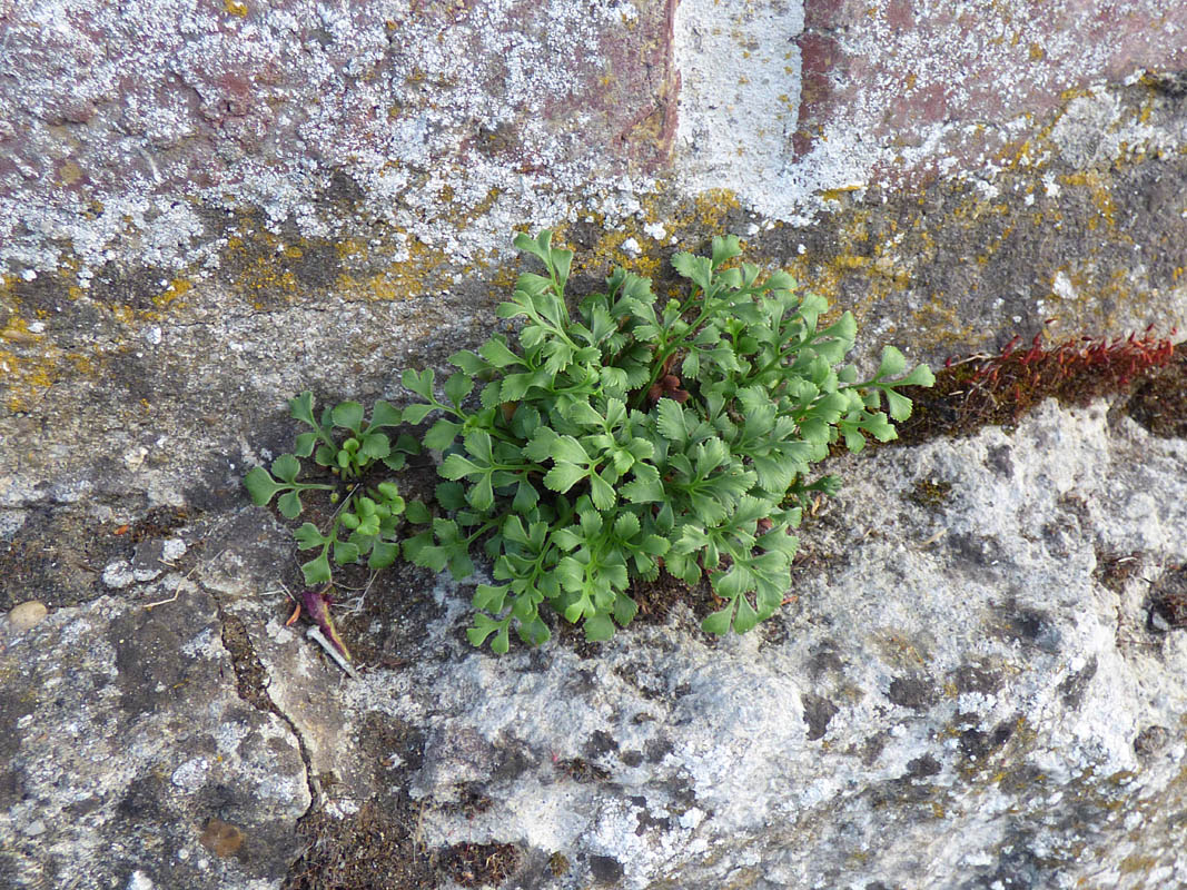 Asplenium ruta-muraria